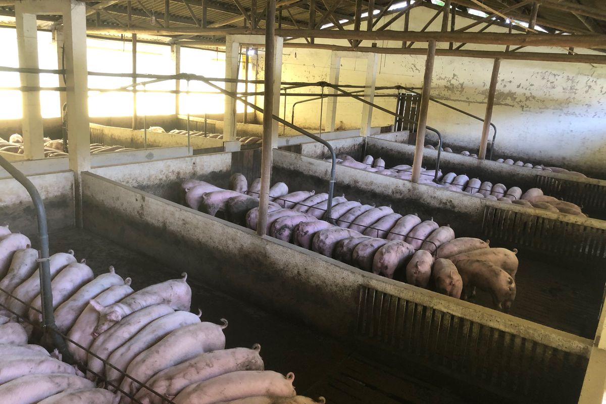 Instalação de suinocultura com lotes organizados